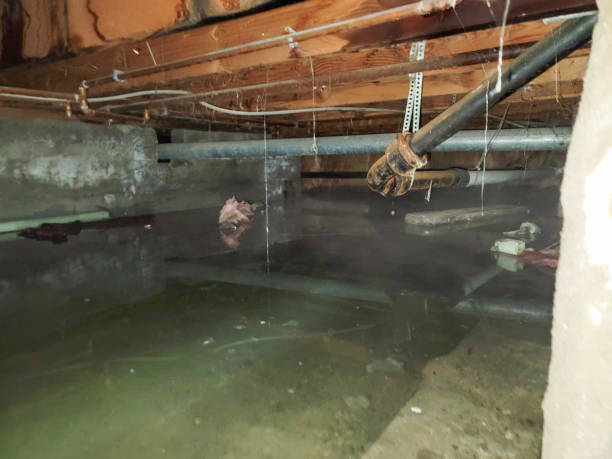 Best Carpet water damage restoration  in Helena West Helena, AR